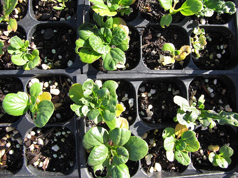 Brassica rapa var. rosularis