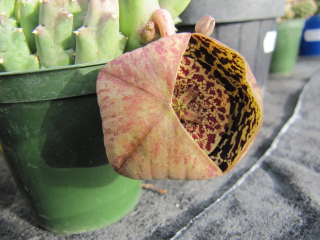 Opening flower