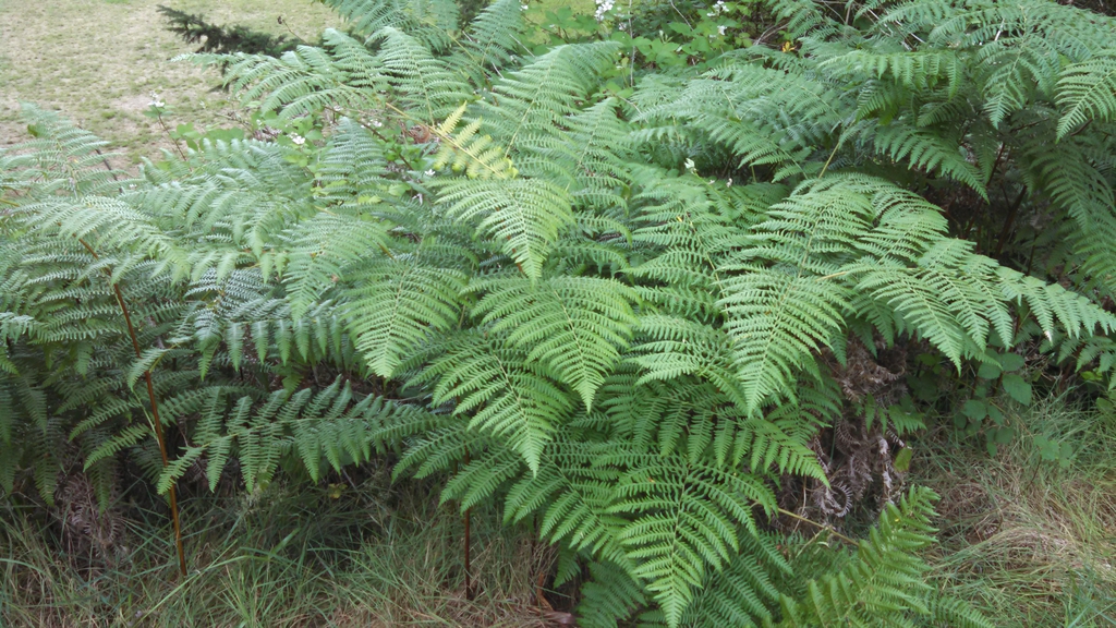 Pteridium aquilinum