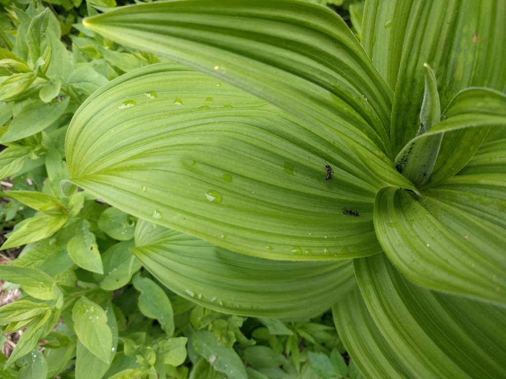 V. veride