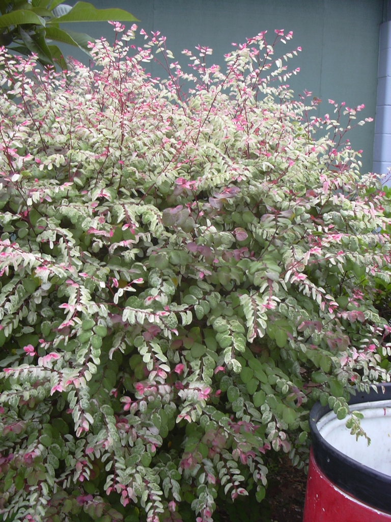 Form in native habitat