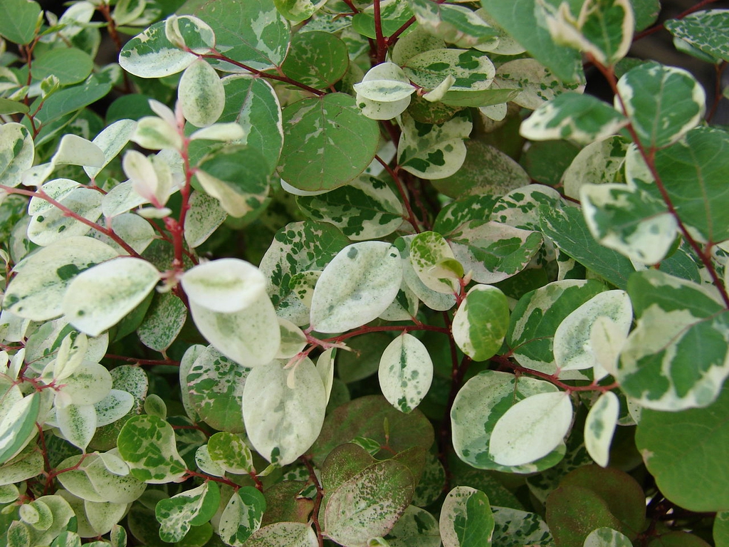 Leaves
