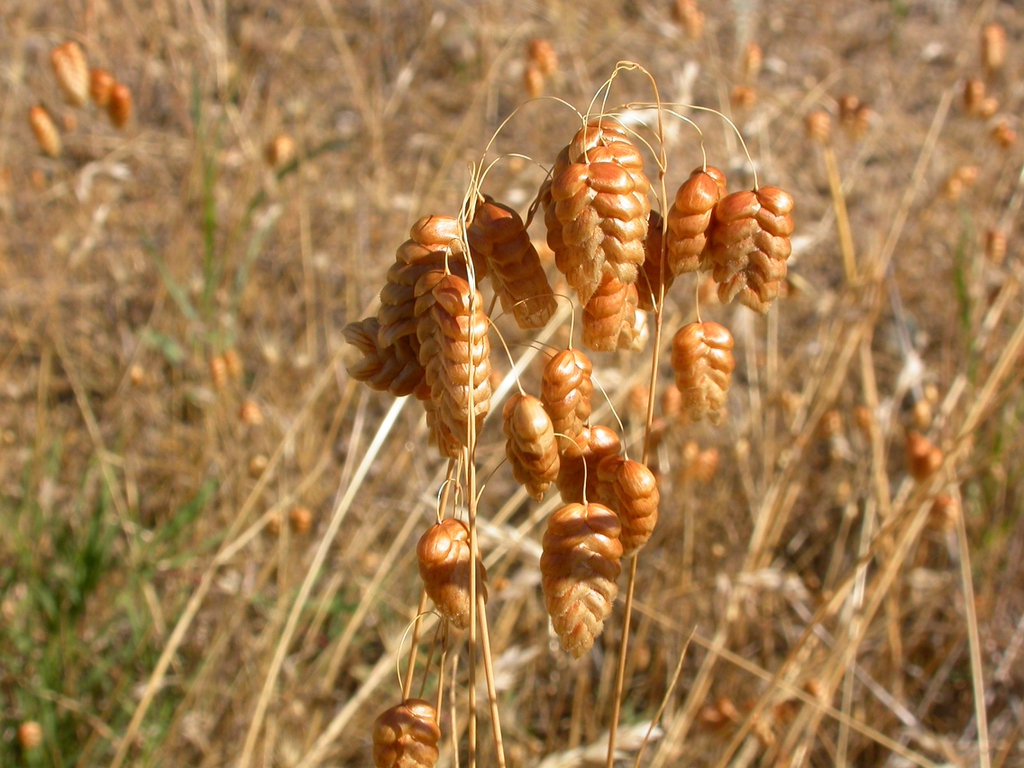 Briza maxima closer up