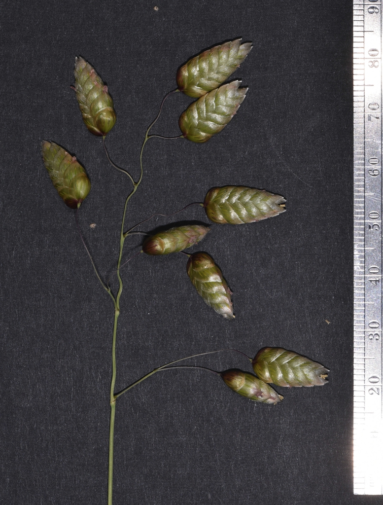 Briza maxima