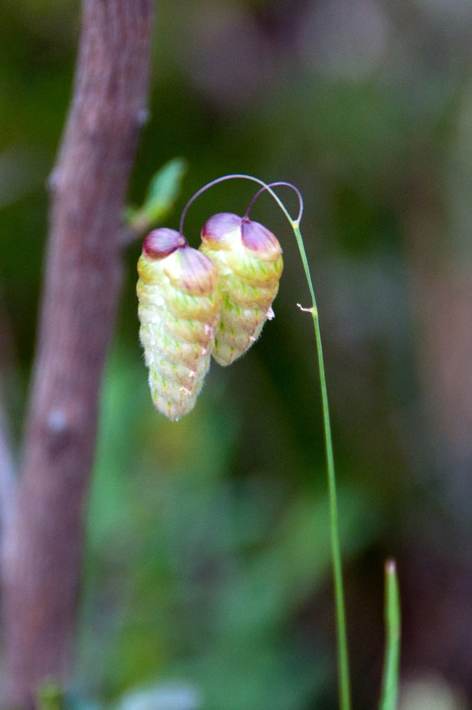 Briza maxima