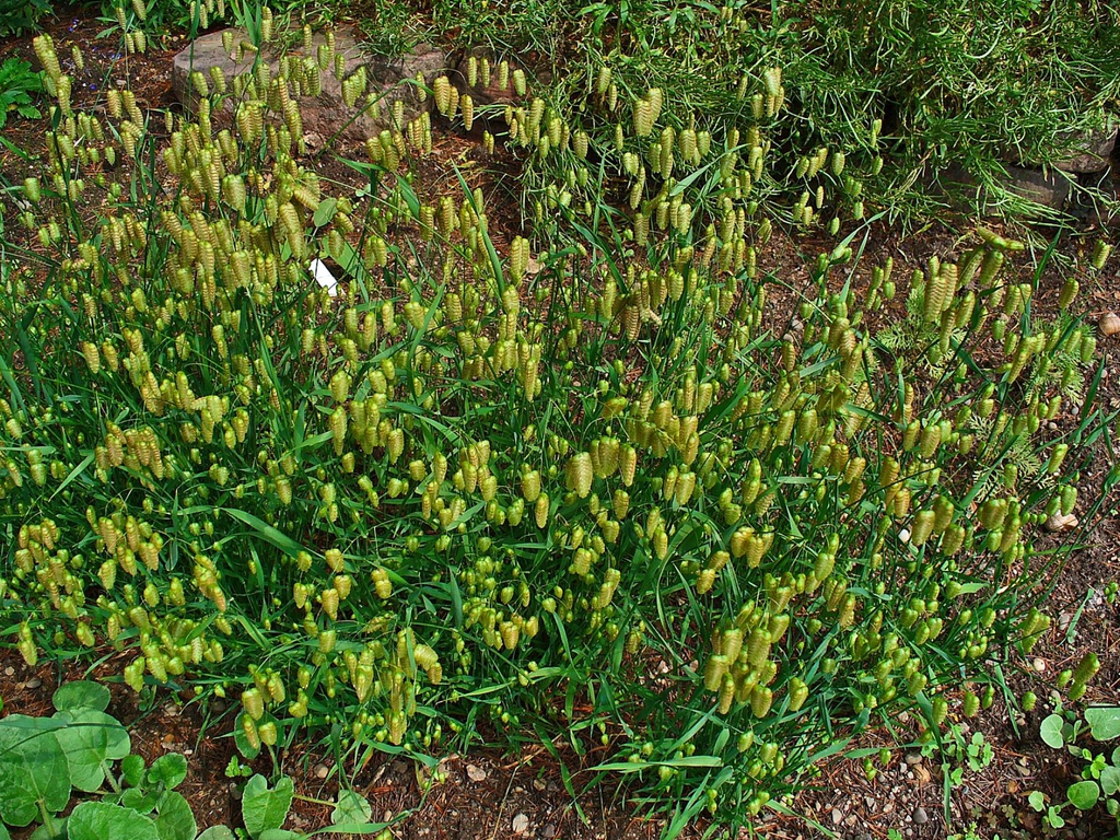 Briza maxima form