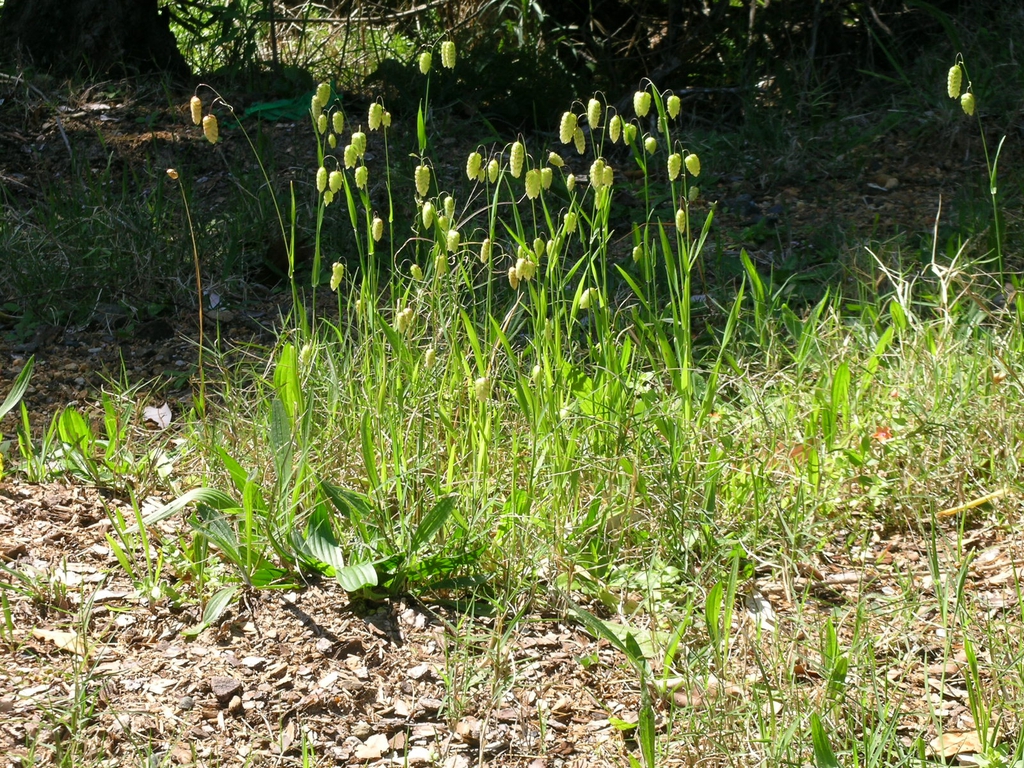 Briza maxima habit