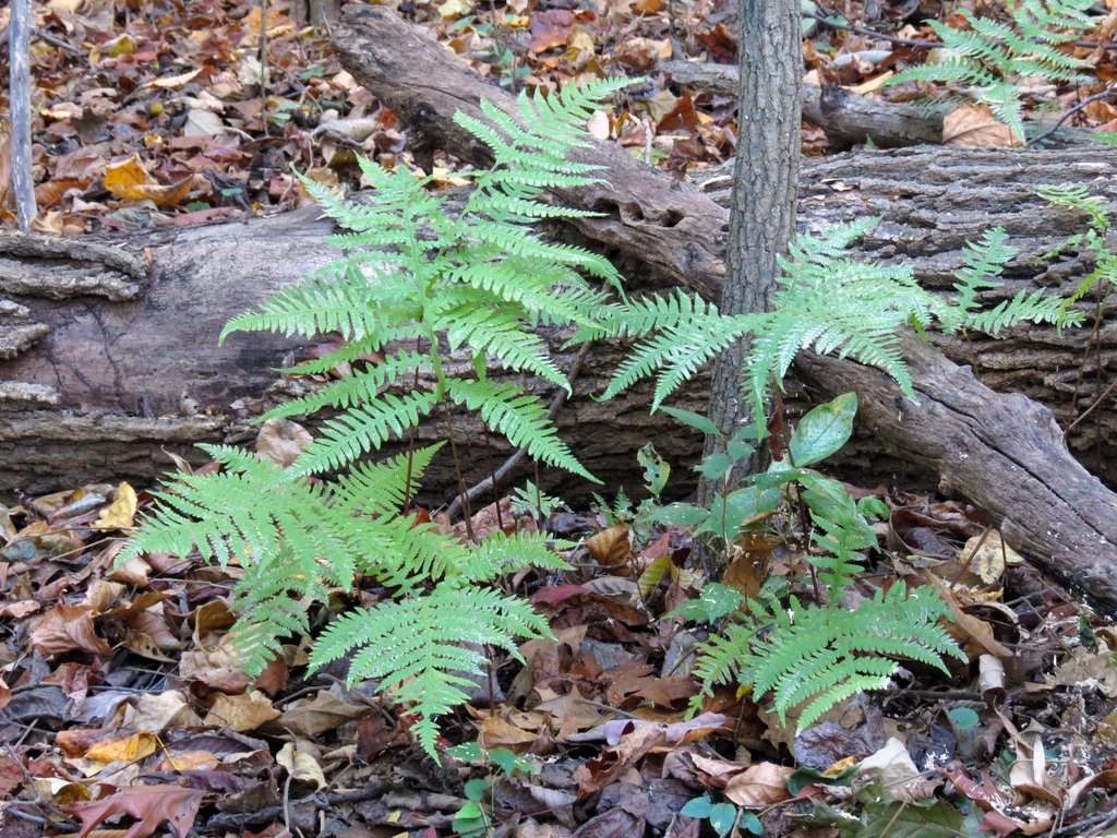 Form