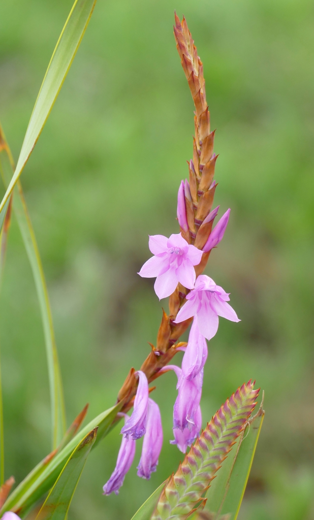 Broad leaved Watsonia (Watsonia pulchra)
