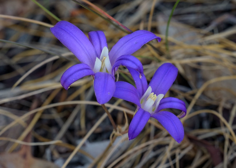Dark blue, star-shaped flowers.