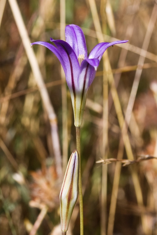 Solitary upright violet-colored flower