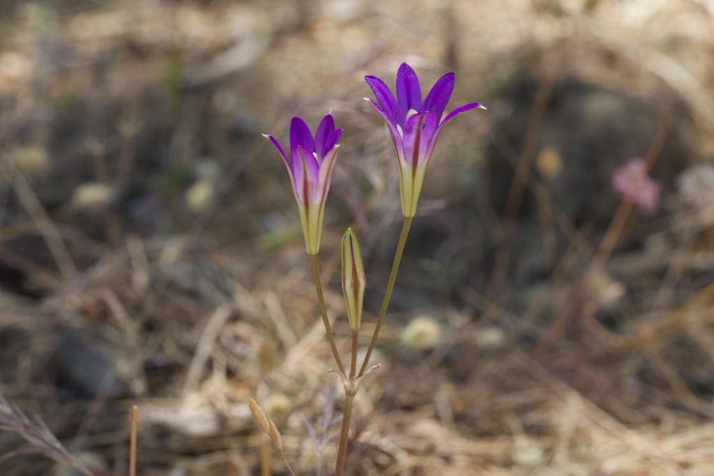 Solitary upright violet-colored flowers