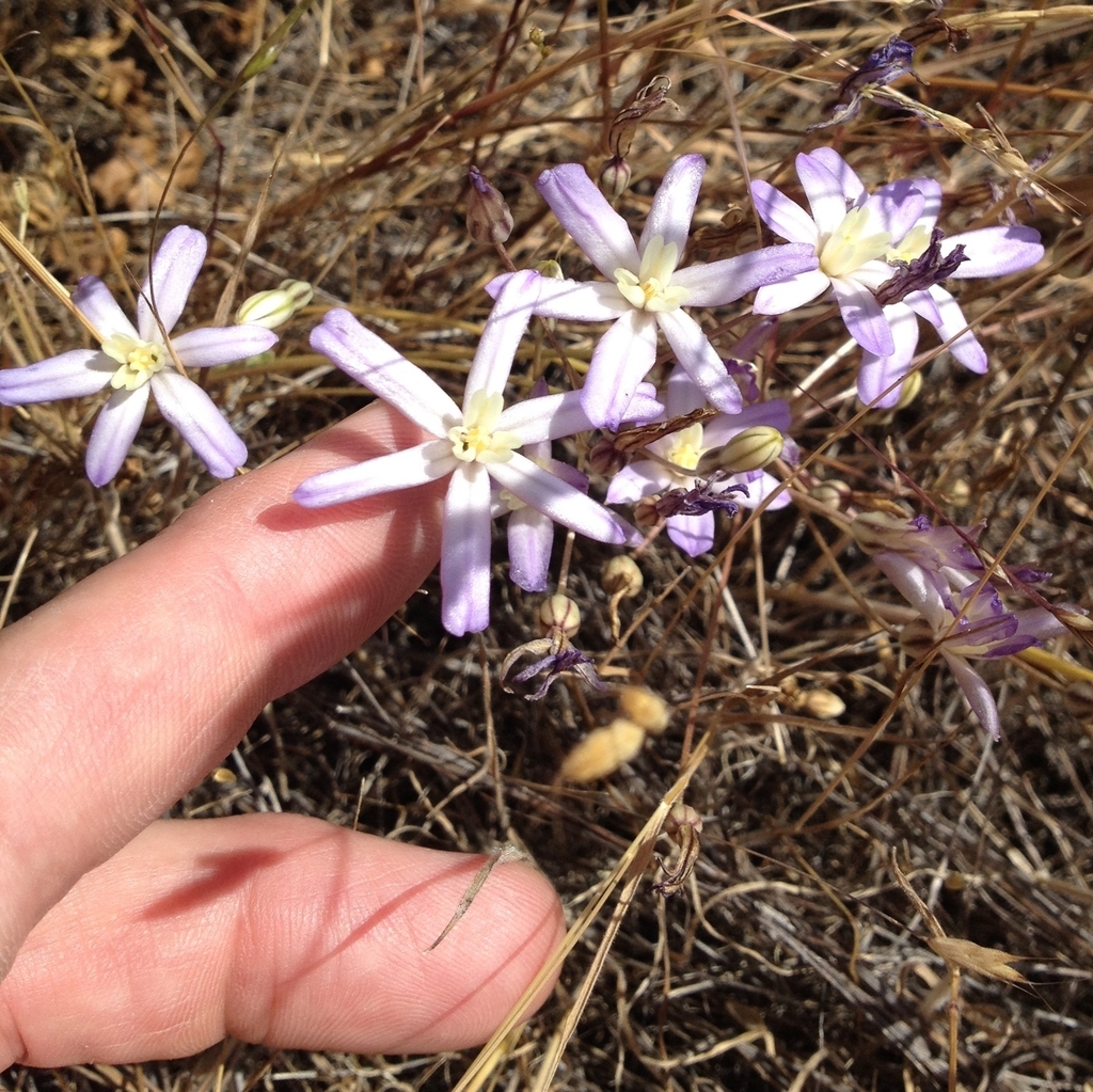Hand cradling a cluster of pale pink flowers