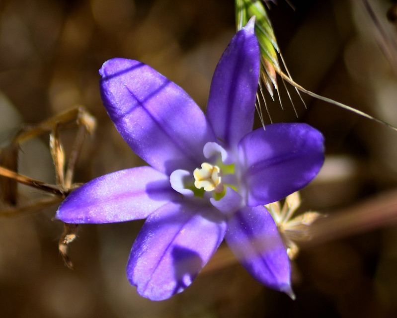 Dark blue, star-shaped flowers.