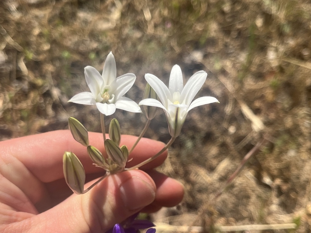 Hand cradling white, star-shaped flowers