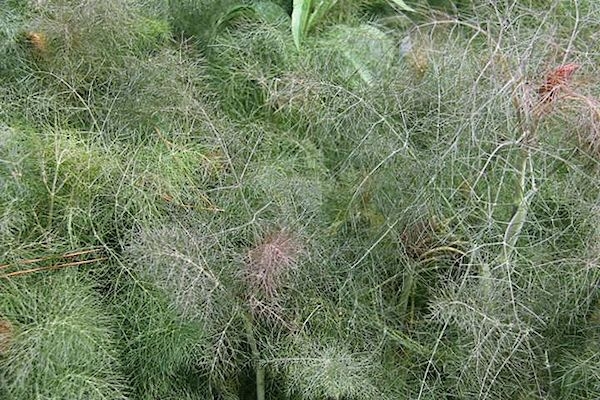 Foeniculum vulgare