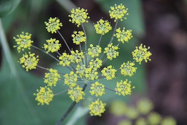 Foeniculum vulgare