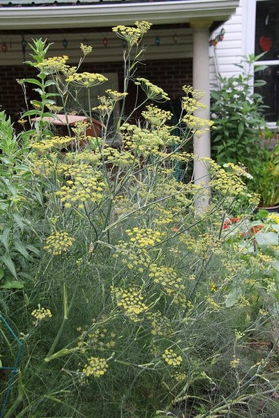 Foeniculum vulgare
