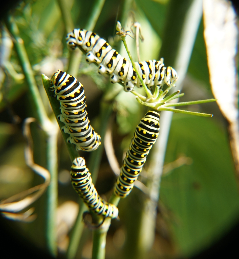 Bronze fennel denuded by Swallow Tail caterpillars (recovered) C