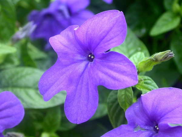 Browallia speciosa
