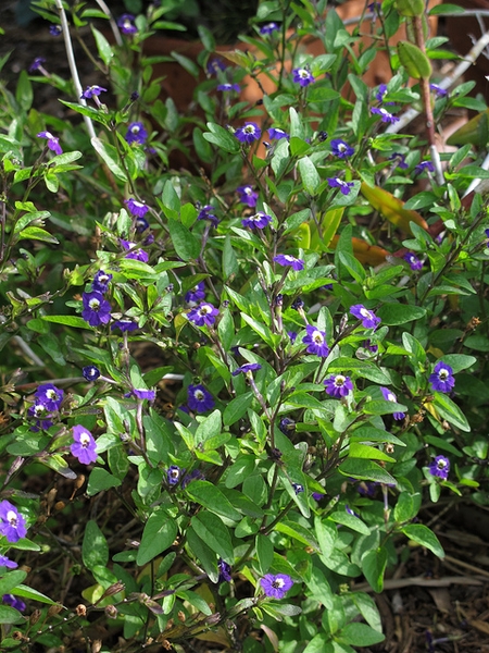 Browallia viscosa