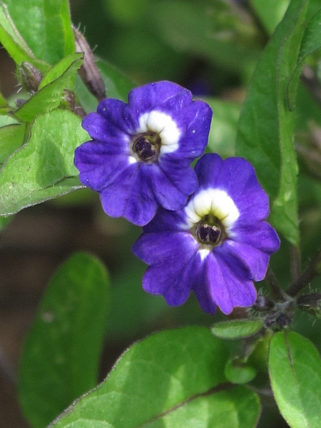 Browallia viscosa