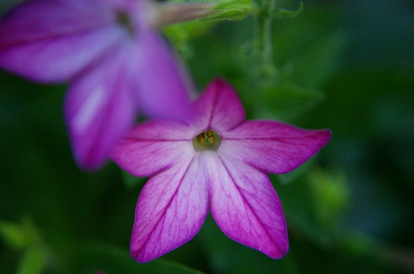 Browallia speciosa