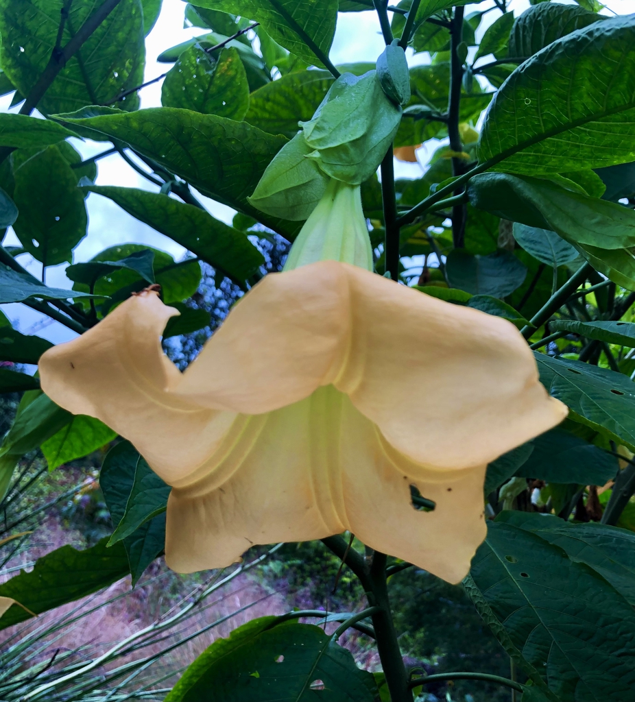 Flower & Buds - Oct. - Wake Co., NC