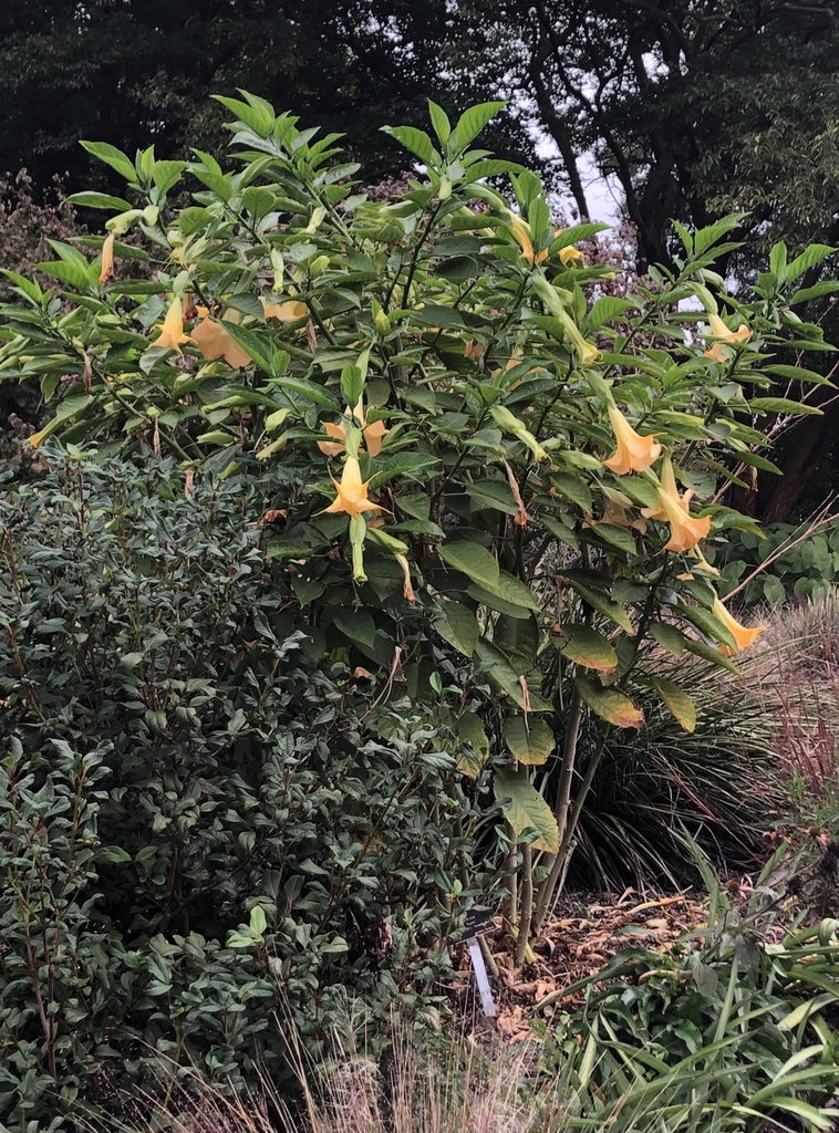 Form - Oct. - Wake Co., NC