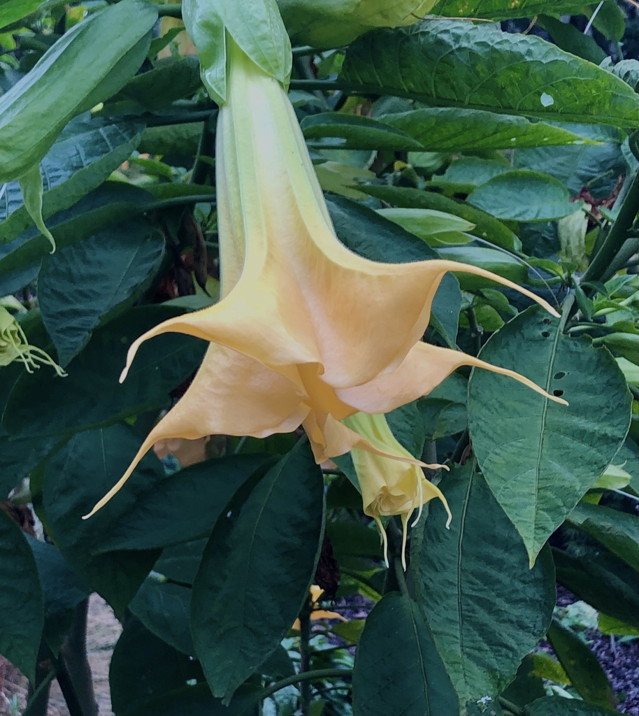 Flower - Oct. - Wake Co., NC