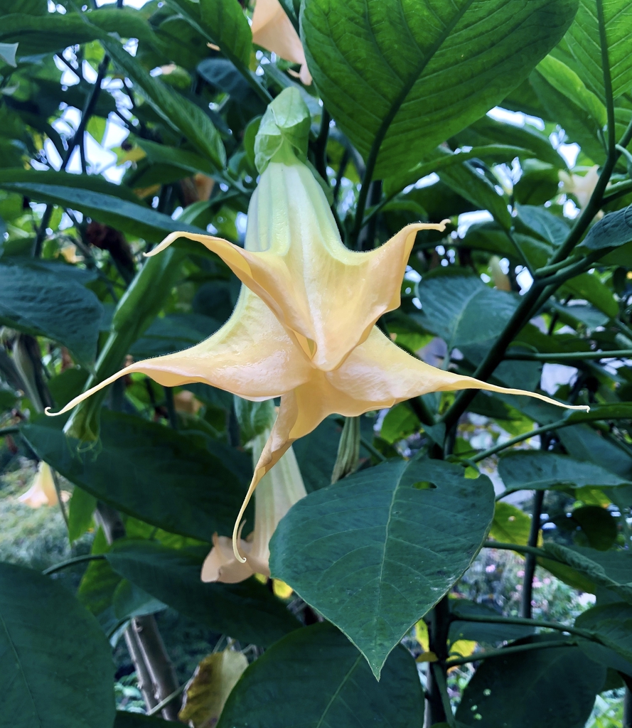 Closeup of flower - Oct. - Wake County - NC