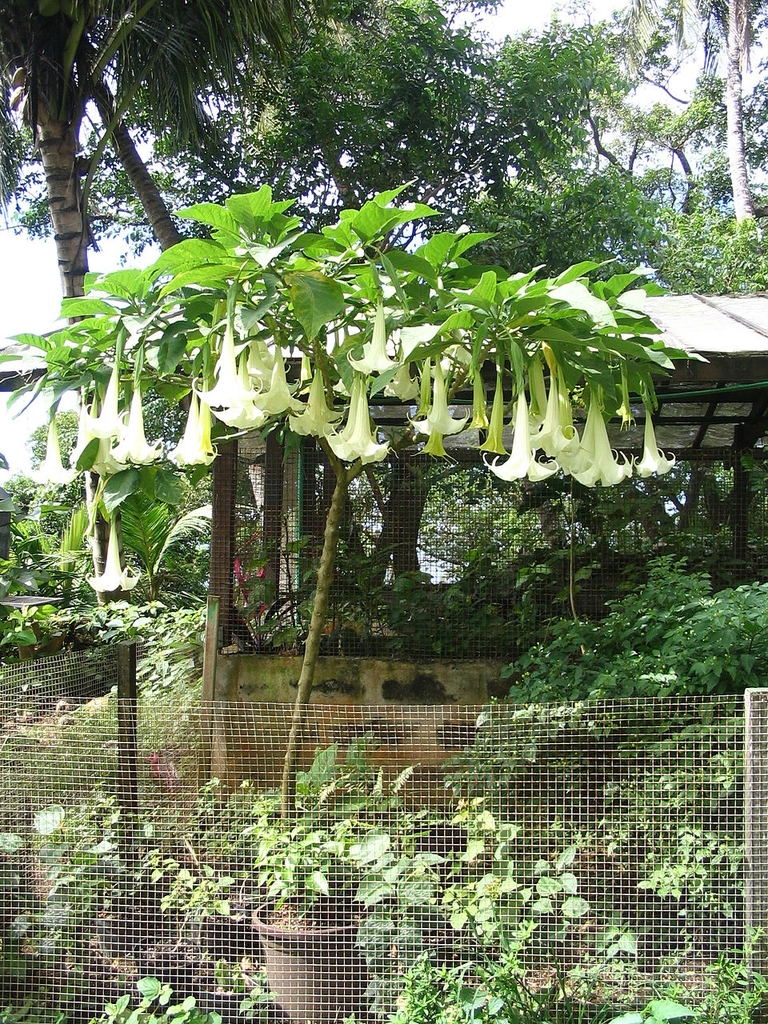 Tree form of plant growing in a container