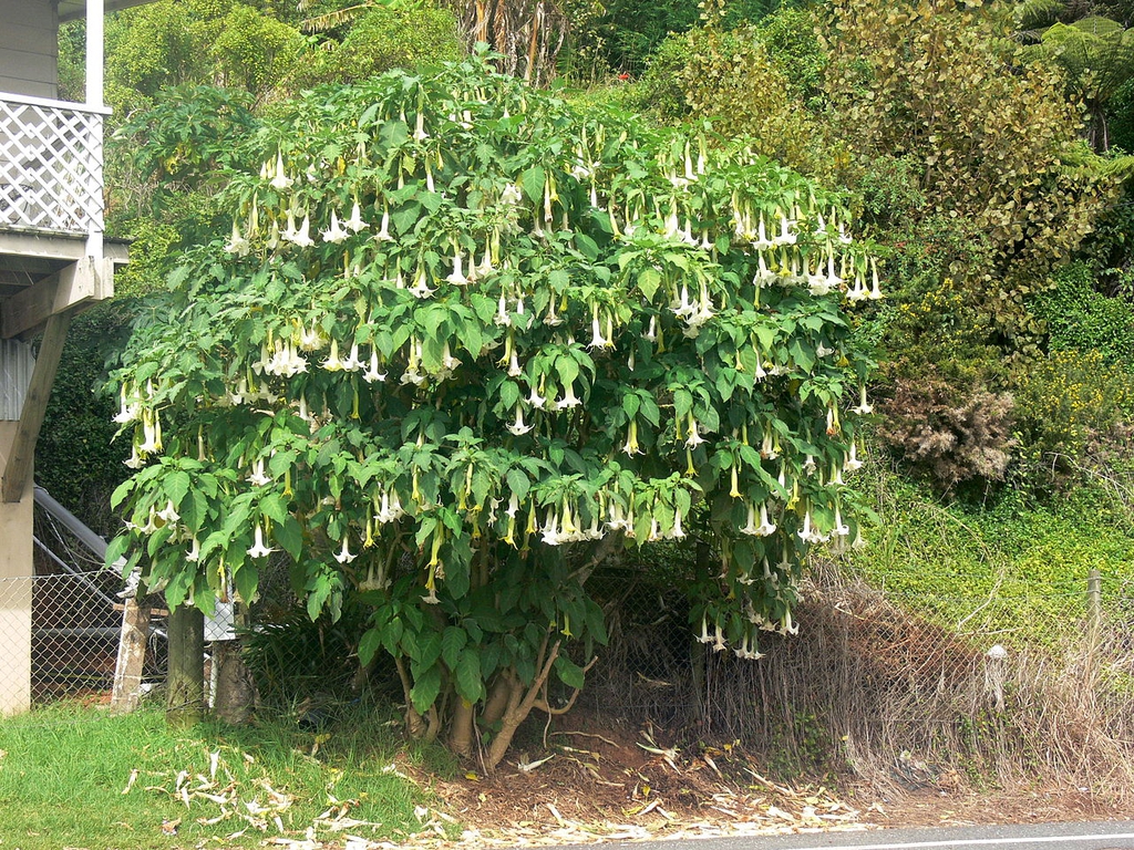 Form in native habitat