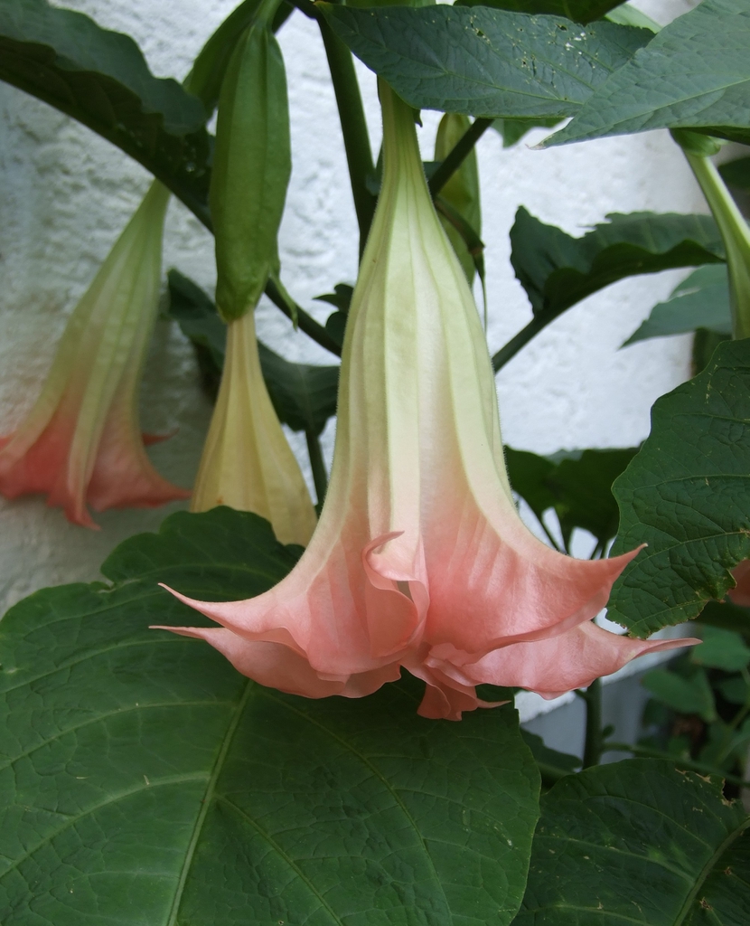 Pink Flowers