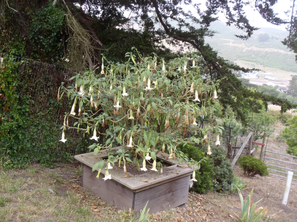Brugmansia