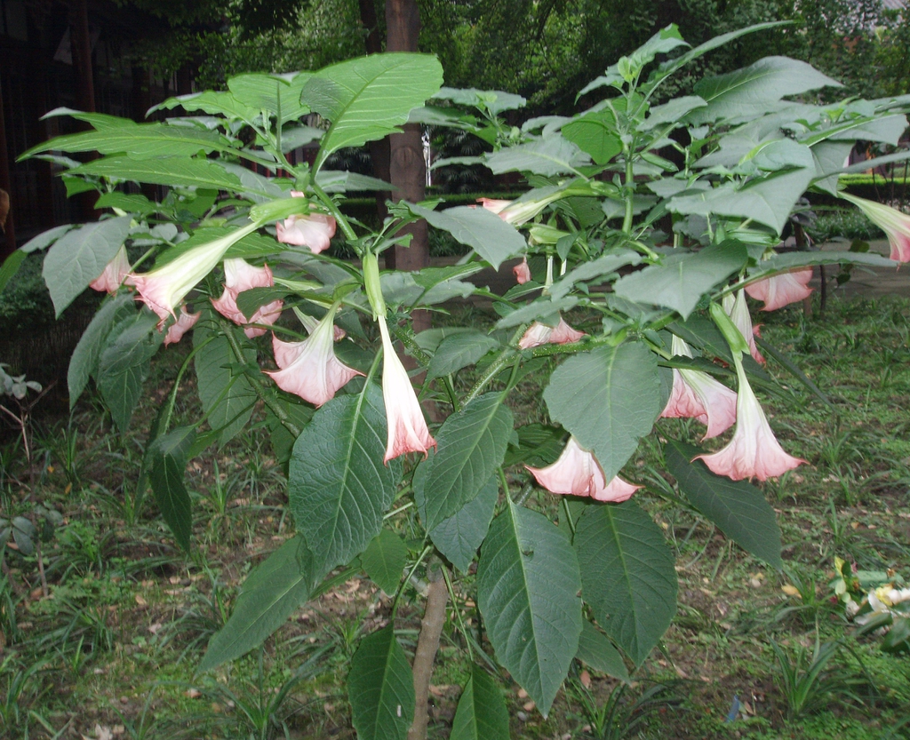 Leaves and flowers
