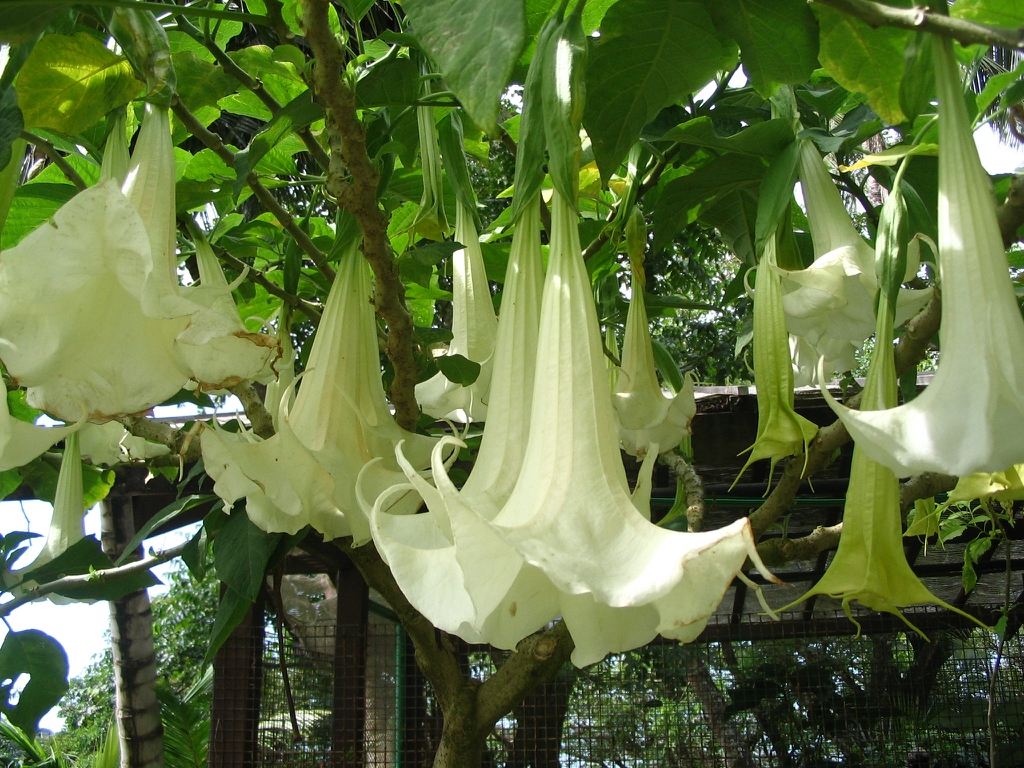 White flower