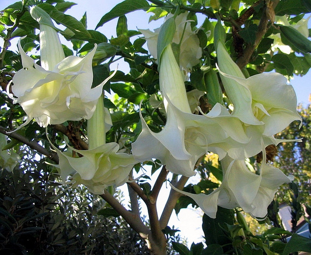 flowers
