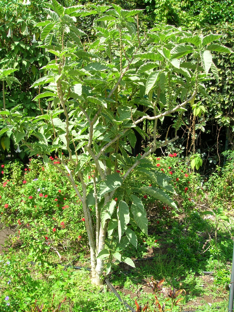 form