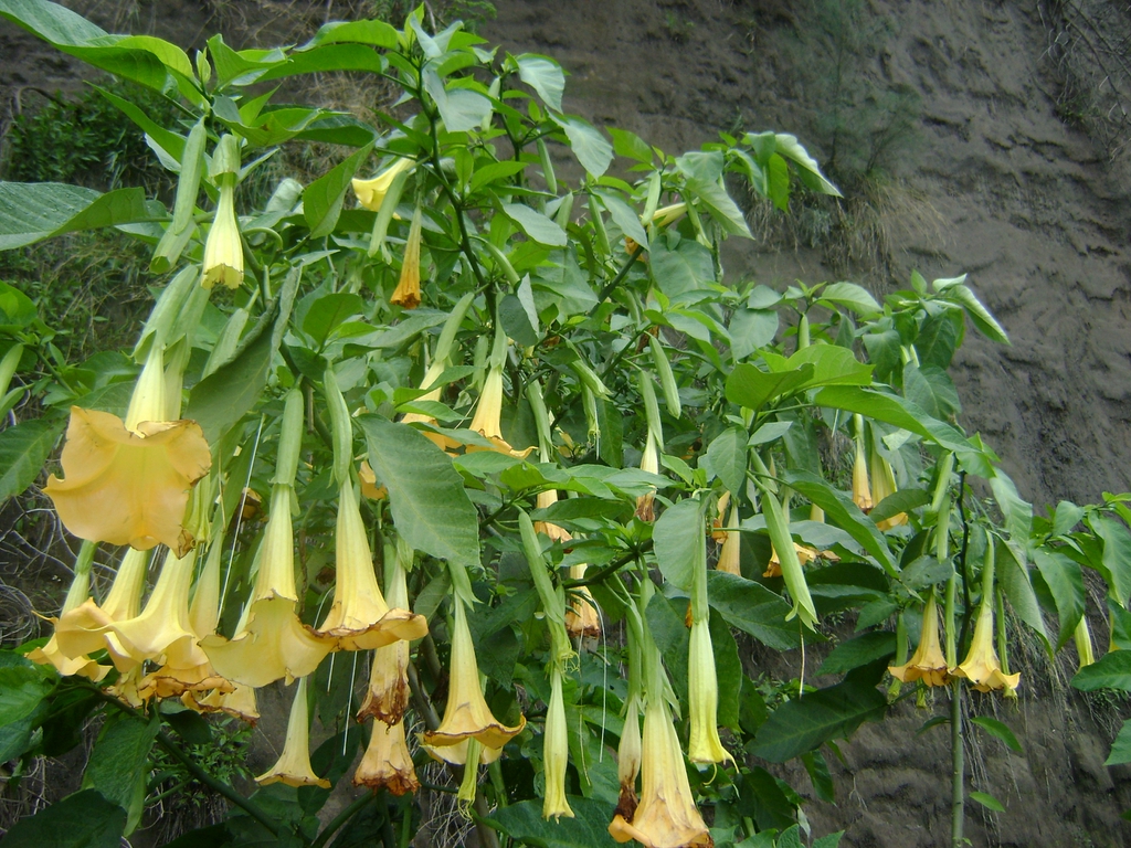 Yellow flowers