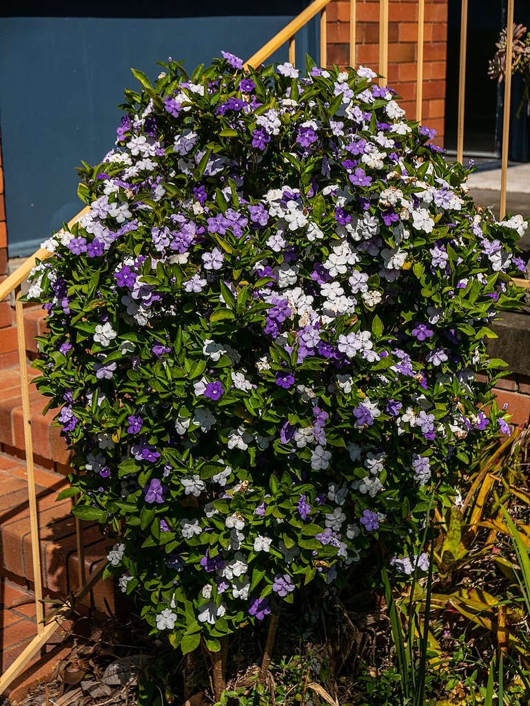 Plant in bloom in a container