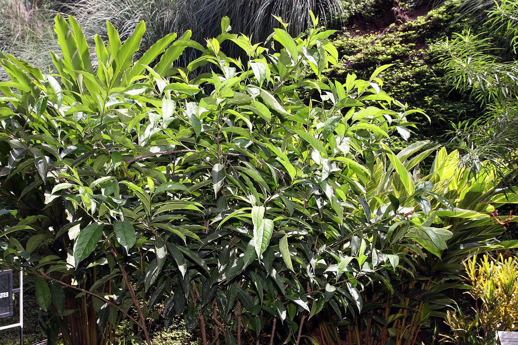 Form