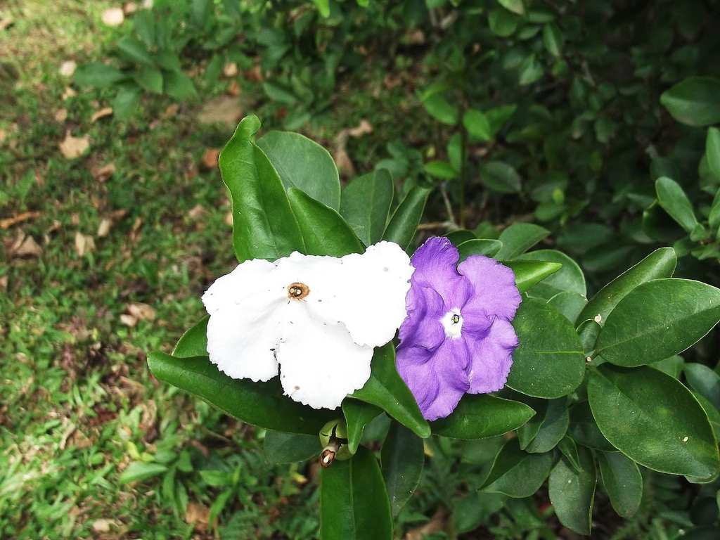Flowers