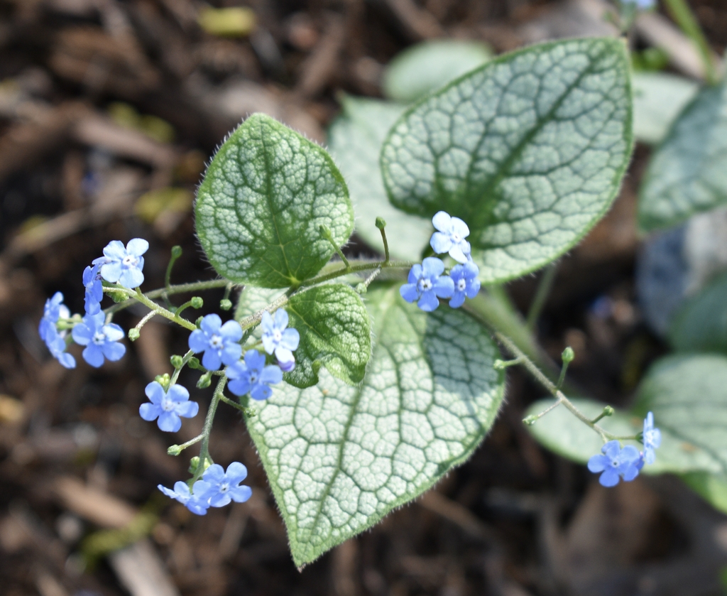 'Alchemy Silver' Leaves & Flowers - March 29 - Wake Co., NC