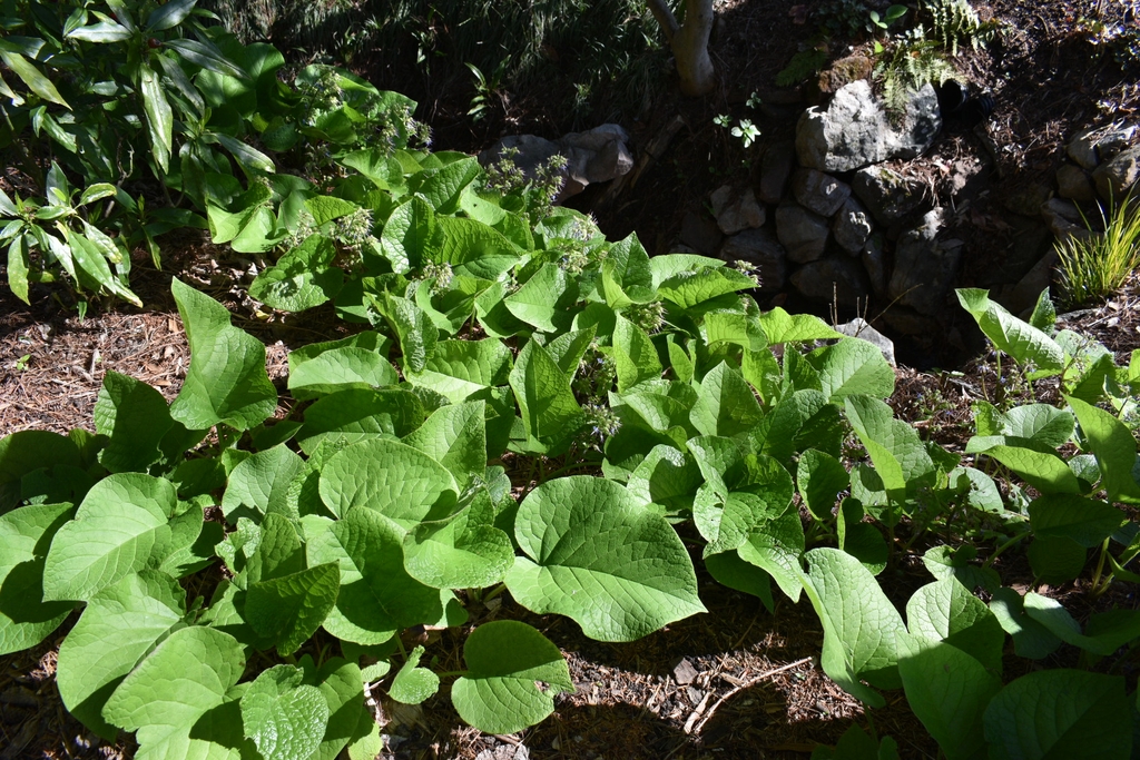 Form - March 29 - Wake Co., NC