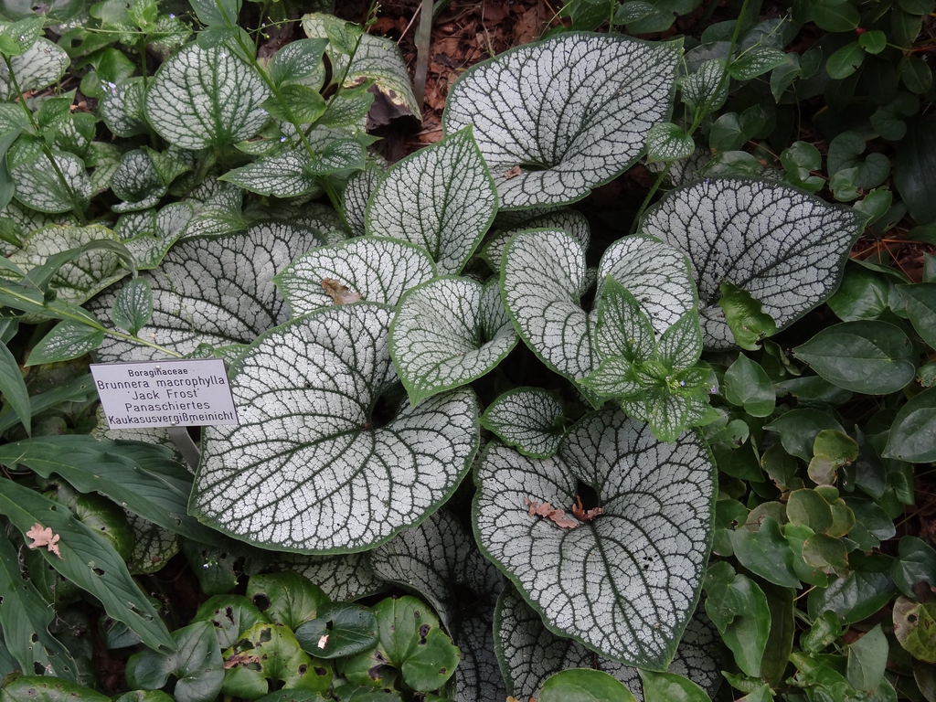 'Jack Frost' Leaves