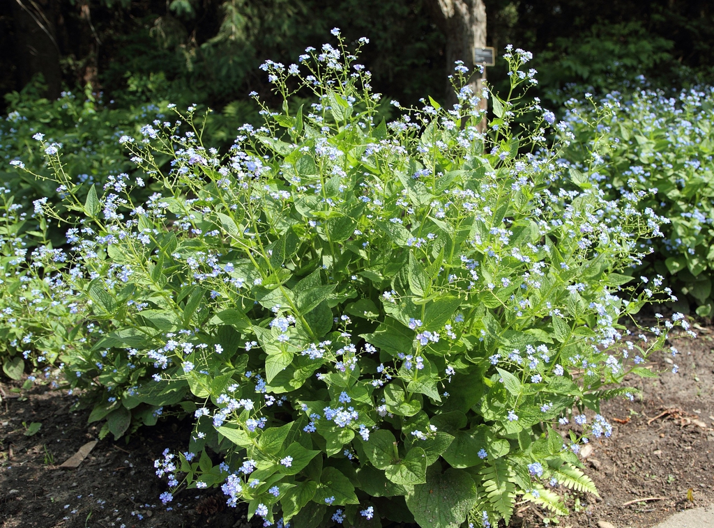 Form
