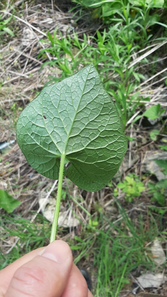 Underside of leaf
