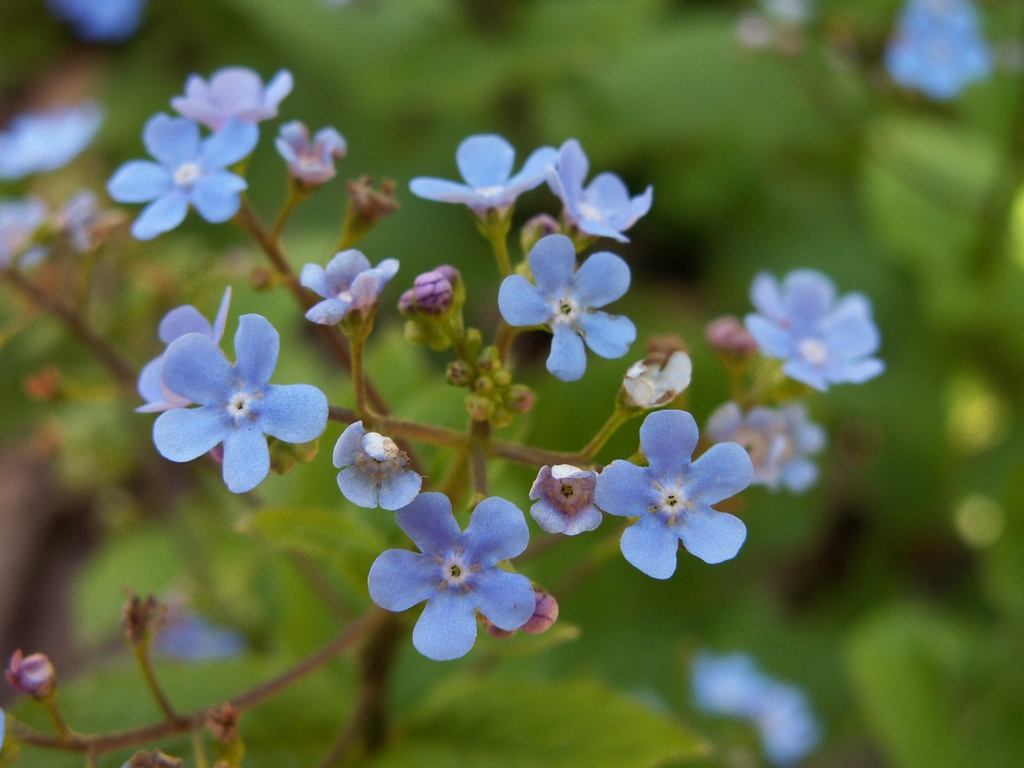 Close up of flower