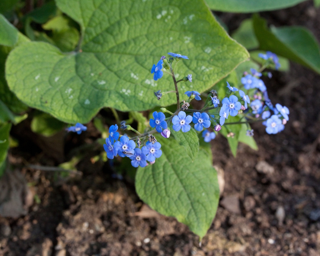 Leaves and flowers